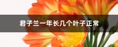 君子兰一年长几个叶子正常