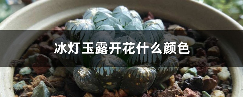 冰灯玉露开花什么颜色 冰灯玉露开花什么颜色