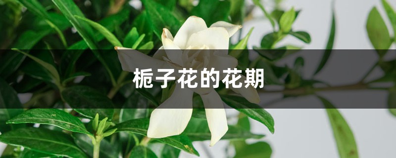 栀子花的花期，为什么不开花