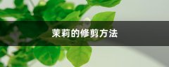 茉莉的修剪方法，叶子蔫了怎么办