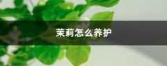 茉莉怎么养护，可以养在家中吗