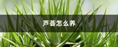 芦荟怎么养，叶子干瘪怎么办，能恢复吗