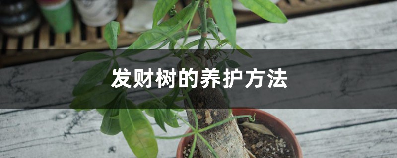 发财树的养护方法，摆放在哪里风水好