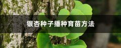 银杏种子播种方法（时间、育苗方法）