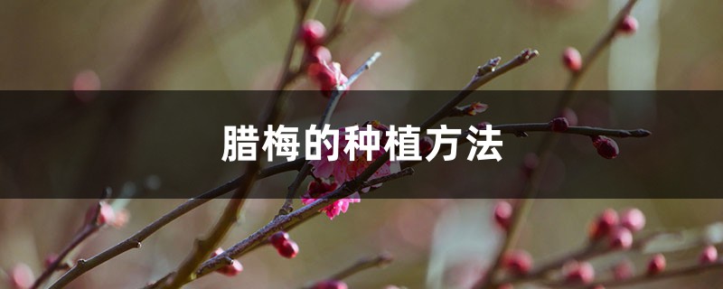 腊梅的种植方法和注意事项 腊梅的种植方法和注意事项