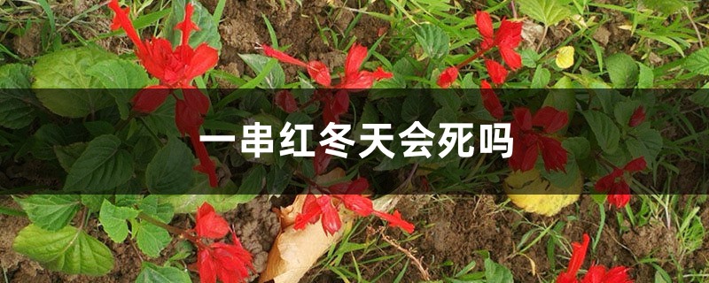 一串红冬天会死吗,冬天会开花吗 一串红冬天会死吗,冬天会开花吗