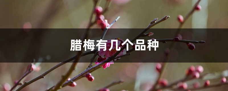 腊梅的品种图片大全,怎样区分? 腊梅的品种图片大全,怎样区分?