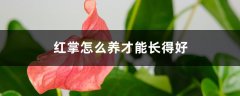 红掌怎么养才能长得好，可以放在卧室吗