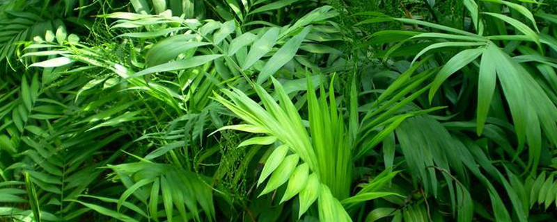 卧室适合放什么植物 卧室适合放什么植物