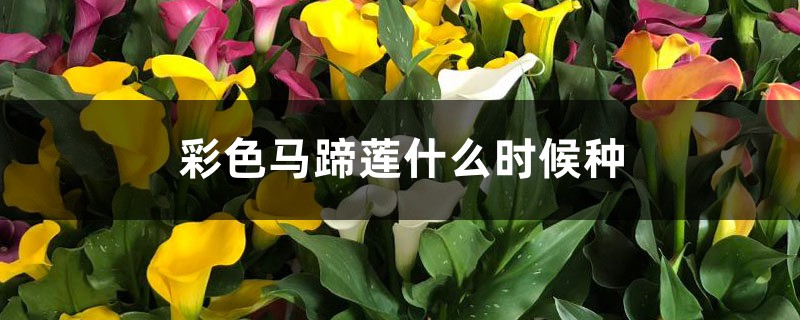 彩色马蹄莲什么时候种植,土怎么配 彩色马蹄莲什么时候种植,土怎么配