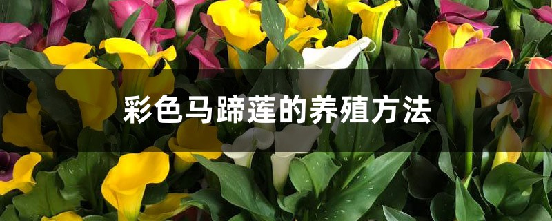 彩色马蹄莲的养殖方法和注意事项 彩色马蹄莲的养殖方法和注意事项