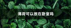 薄荷可以放在卧室吗，在风水上代表什么