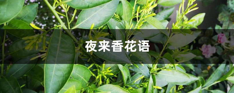 夜来香花语与传说（各色夜来香花语不同）