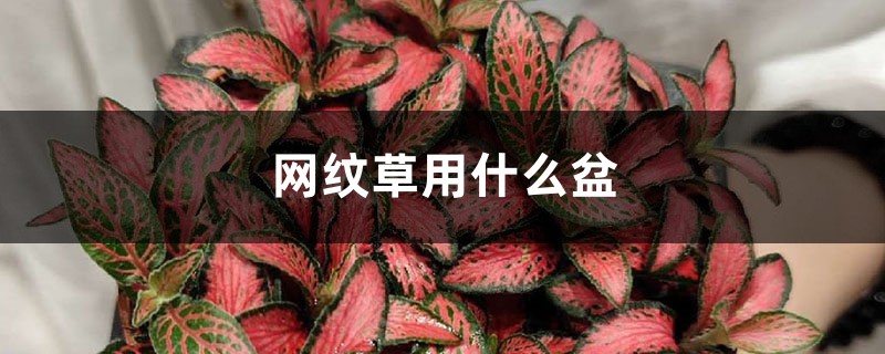 网纹草用什么盆养好看,生长过程是怎样的 网纹草用什么盆养好看,生长过程是怎样的