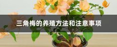 三角梅的养殖方法和注意事项