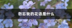 勿忘我的花语是什么