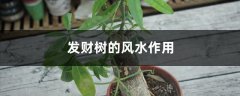 发财树的风水摆放