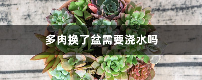 多肉换了盆需要浇水吗,换盆需要带原土吗 多肉换了盆需要浇水吗,换盆需要带原土吗