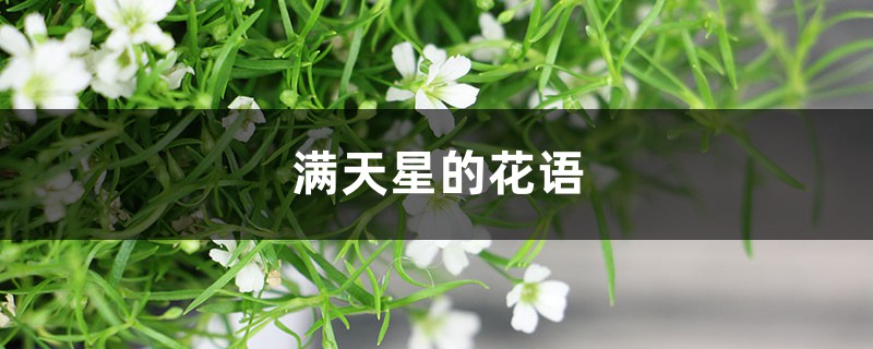 满天星的花语