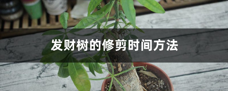 发财树的修剪时间方法