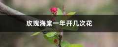 玫瑰海棠一年开几次花，花期如何养护