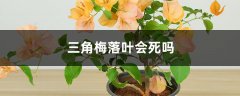 三角梅落叶会死吗，叶落光可剪枝吗