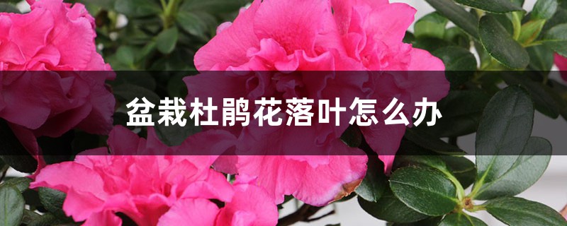 盆栽杜鹃花落叶怎么办,是什么原因 盆栽杜鹃花落叶怎么办,是什么原因