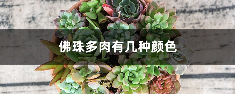 佛珠多肉有几种颜色,怎么养护 佛珠多肉有几种颜色,怎么养护