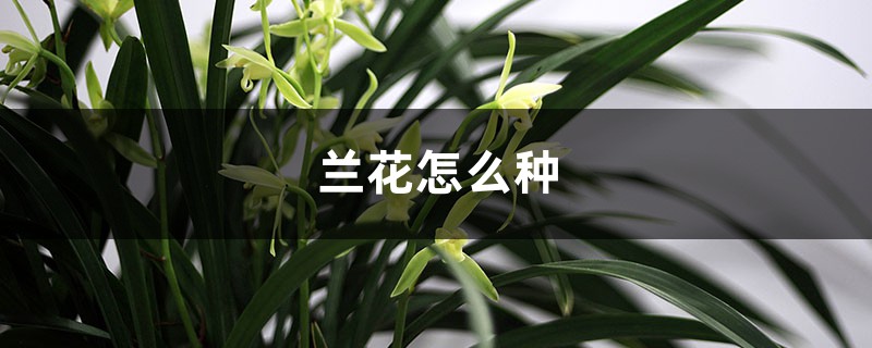 兰花怎么种,需要什么土壤 兰花怎么种,需要什么土壤