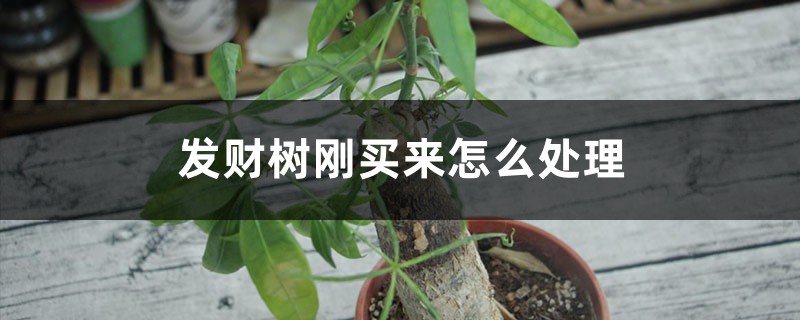 发财树刚买来怎么处理,能浇什么水,怎么养活 发财树刚买来怎么处理,能浇什么水,怎么养活