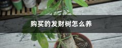 购买的发财树怎么养：要换盆吗？怎么浇水？