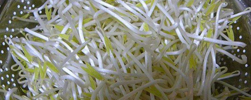 如何挑选绿豆芽,绿豆芽发苦发红有毒吗? 如何挑选绿豆芽,绿豆芽发苦发红有毒吗?