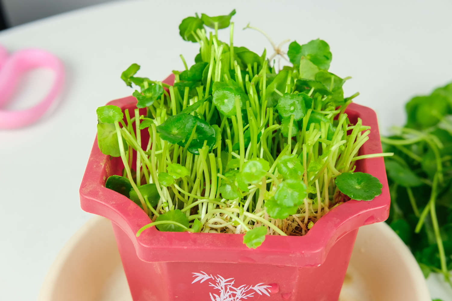 铜钱草 铜钱草