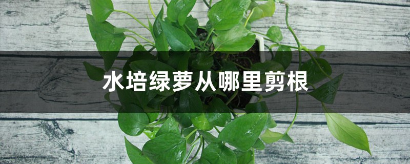 水培绿萝从哪里剪根,冬天能剪根吗? 水培绿萝从哪里剪根,冬天能剪根吗?