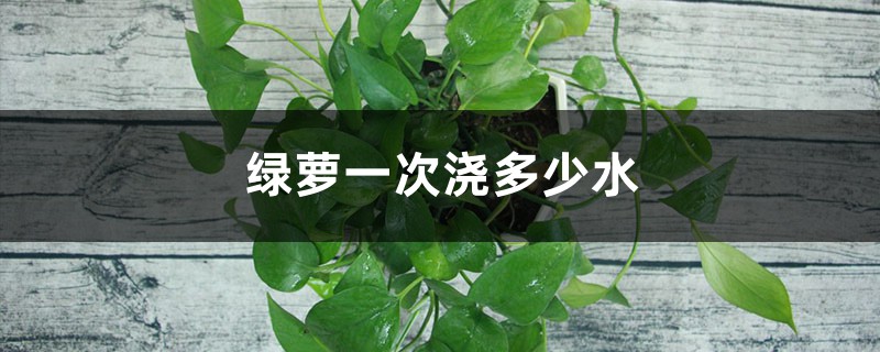 绿萝一次浇多少水合适,浇次水保多久 绿萝一次浇多少水合适,浇次水保多久