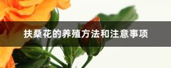 扶桑花的养殖方法和注意事项