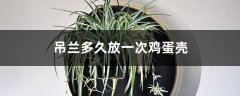 吊兰多久放一次鸡蛋壳，能长得更旺盛吗