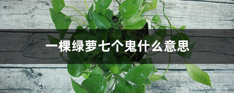 一棵绿萝七个鬼啥意思:关于绿萝招阴的说法是真的吗 一棵绿萝七个鬼啥意思:关于绿萝招阴的说法是真的吗