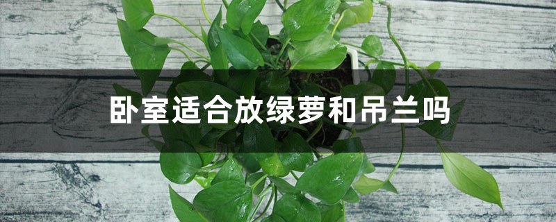 卧室放绿萝还是放吊兰,作用和区别是什么,哪个风水好 卧室放绿萝还是放吊兰,作用和区别是什么,哪个风水好