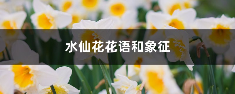 水仙花花语和象征,送水仙花代表什么含义 水仙花花语和象征,送水仙花代表什么含义