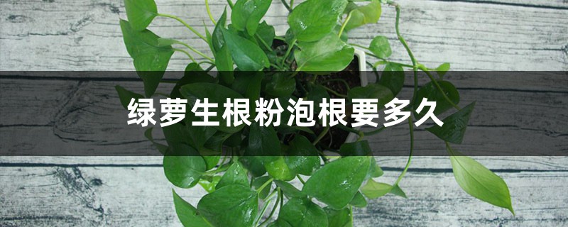 绿萝生根粉泡根要多久,如何扦插 绿萝生根粉泡根要多久,如何扦插