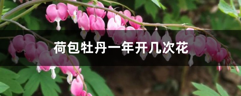荷包牡丹一年开几次花,花语是什么,花期怎么养护? 荷包牡丹一年开几次花,花语是什么,花期怎么养护?