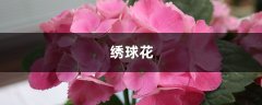 花市买的“绣球花”种子，拿给朋友看，却被说太傻，上当了？