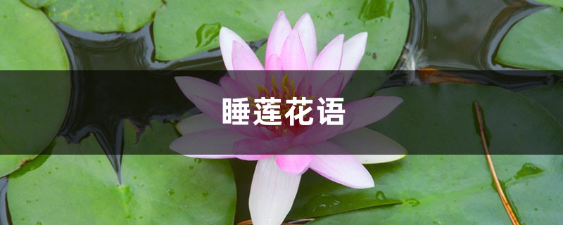 睡莲花语是什么,送睡莲代表什么意思? 睡莲花语是什么,送睡莲代表什么意思?