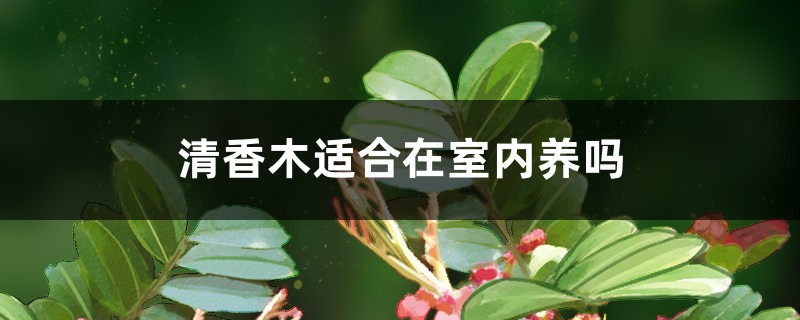 清香木适合在室内养吗