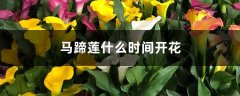 马蹄莲什么时间开花