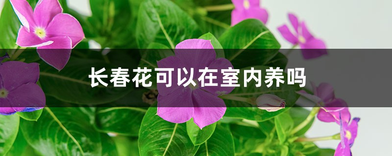 长春花可以在室内养吗 长春花可以在室内养吗