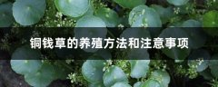 铜钱草的养殖方法和注意事项