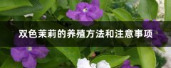 双色茉莉的养殖方法和注意事项