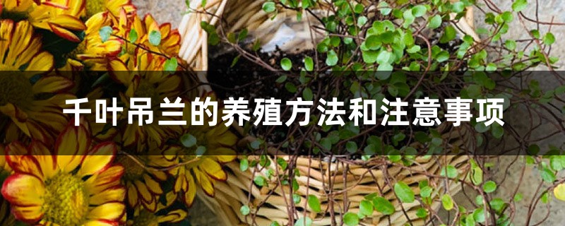 千叶吊兰的养殖方法和注意事项 千叶吊兰的养殖方法和注意事项